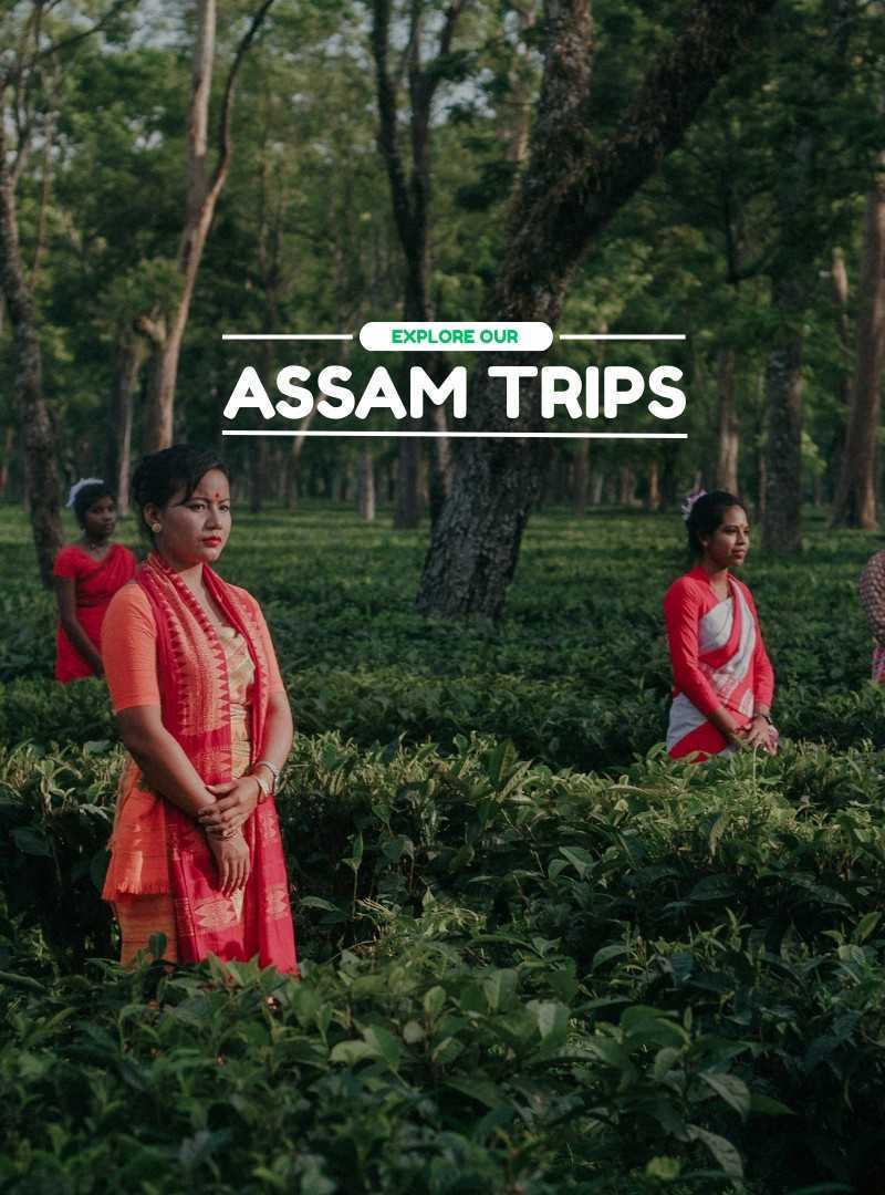 Assam | Travelinq Experience